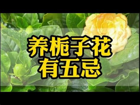 梔 意思